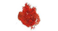 DOMU03905 - Lichen rouge, 12g - Domus